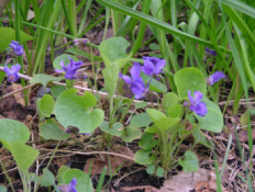 Viola odorataMaarts viooltje bestellen